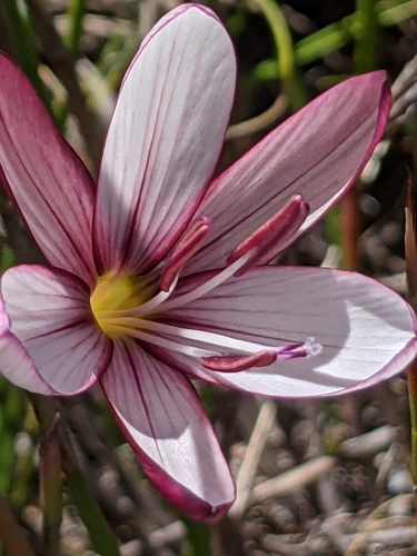 Geissorhiza fourcadei