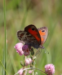 Pseudonympha magoides