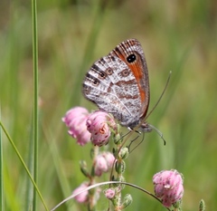 Pseudonympha magoides