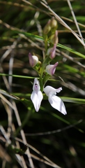 Brownleea recurvata