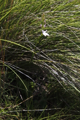 Brownleea recurvata