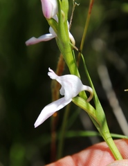 Brownleea recurvata