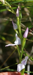 Brownleea recurvata