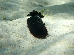 Dendrodoris