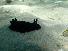 Dendrodoris