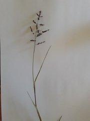 Panicum coloratum coloratum