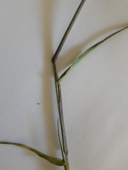 Panicum coloratum coloratum