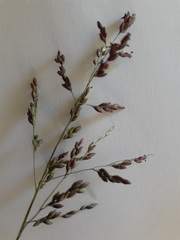 Panicum coloratum coloratum