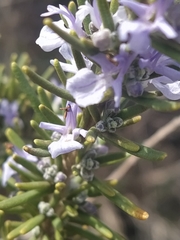 Salvia rosmarinus