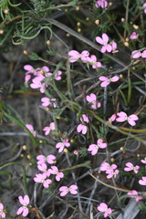 Stylidium pingrupense