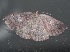 Apodasmia rufonigraria