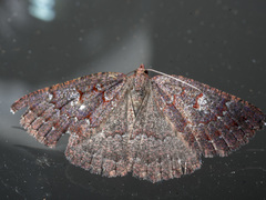 Apodasmia rufonigraria