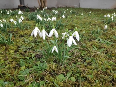 Galanthus nivalis