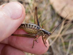 Austrodectes monticolus