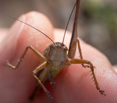 Austrodectes monticolus