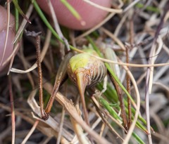 Austrodectes monticolus