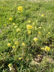 Brassiceae
