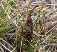 Austrodectes monticolus
