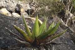 Agave convallis