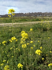Brassiceae