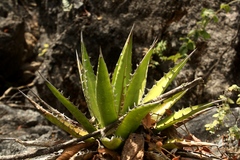 Agave convallis