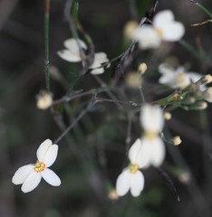 Stylidium rhynchocarpum