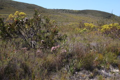 Serruria phylicoides