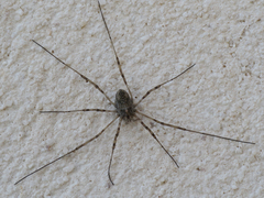 Dasylobus