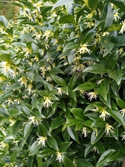 Sarcococca