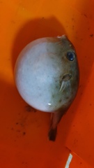 Sphoeroides pachygaster