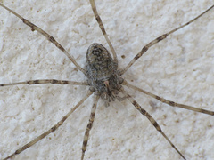 Dasylobus