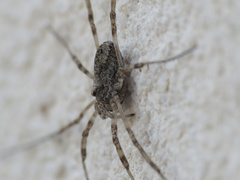 Dasylobus