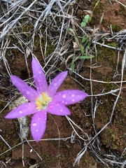 Colchicum filifolium