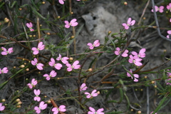 Stylidium pingrupense