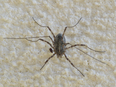 Dasylobus