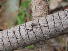 Lispocephala brachialis