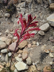 Tritoniopsis antholyza