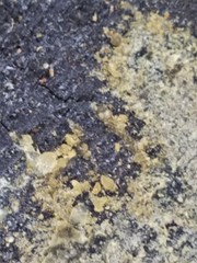 Protoparmeliopsis pinguis
