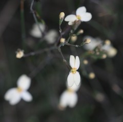 Stylidium rhynchocarpum