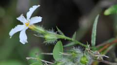 Phlox tenuifolia