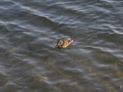 Anas platyrhynchos