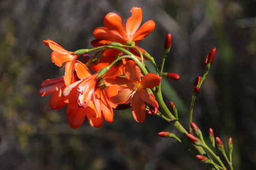 Pillansia templemannii (Baker) L.Bolus