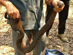 Acrochordus arafurae