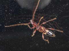 Coptocercus aberrans