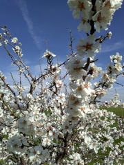 Prunus