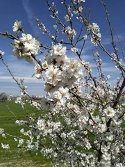Prunus