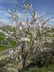 Prunus