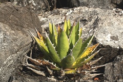 Agave convallis