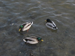 Anas platyrhynchos