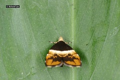 Choreutis argoxantha